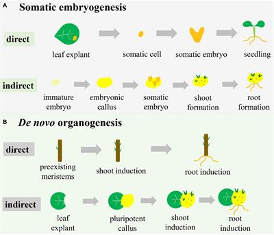 plant tissue culture research paper